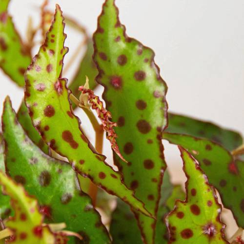 Begonia Pink Spotted