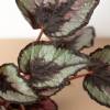 Begonia Rex