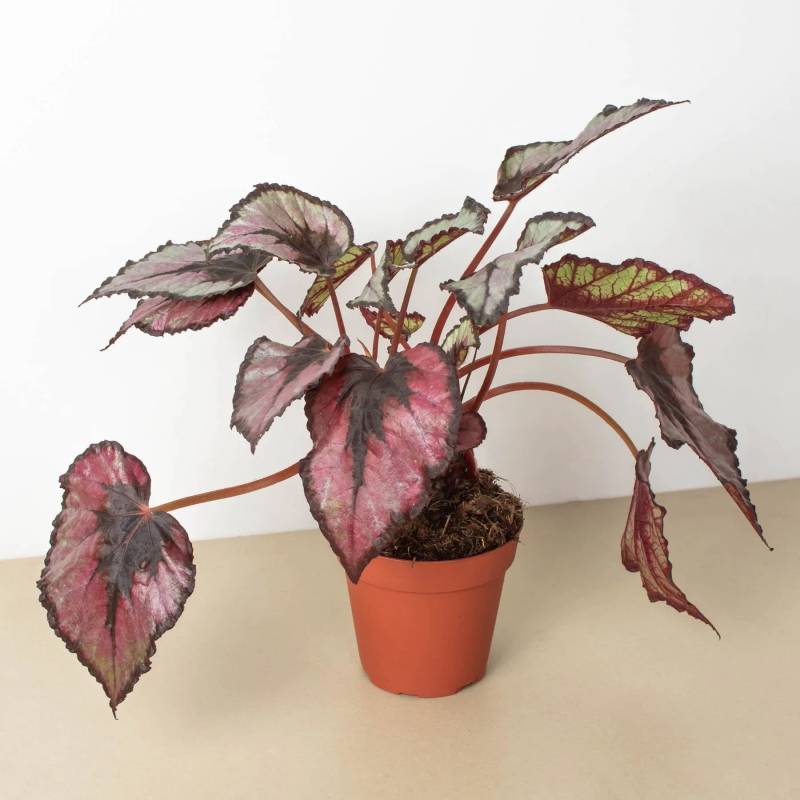 Begonia Rex