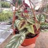 Begonia Rex Vine