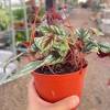 Begonia Rex Vine