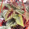 Begonia Rex Vine