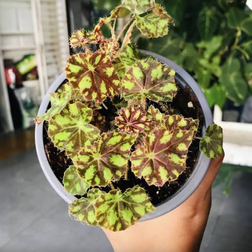 Begonia Tiger Paws