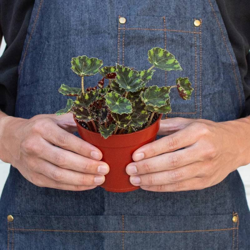 Begonia Tiger Paws