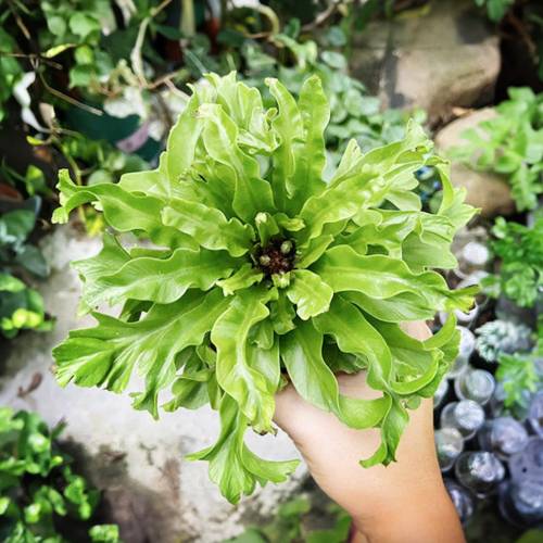 Bird’s Nest Leslie Fern