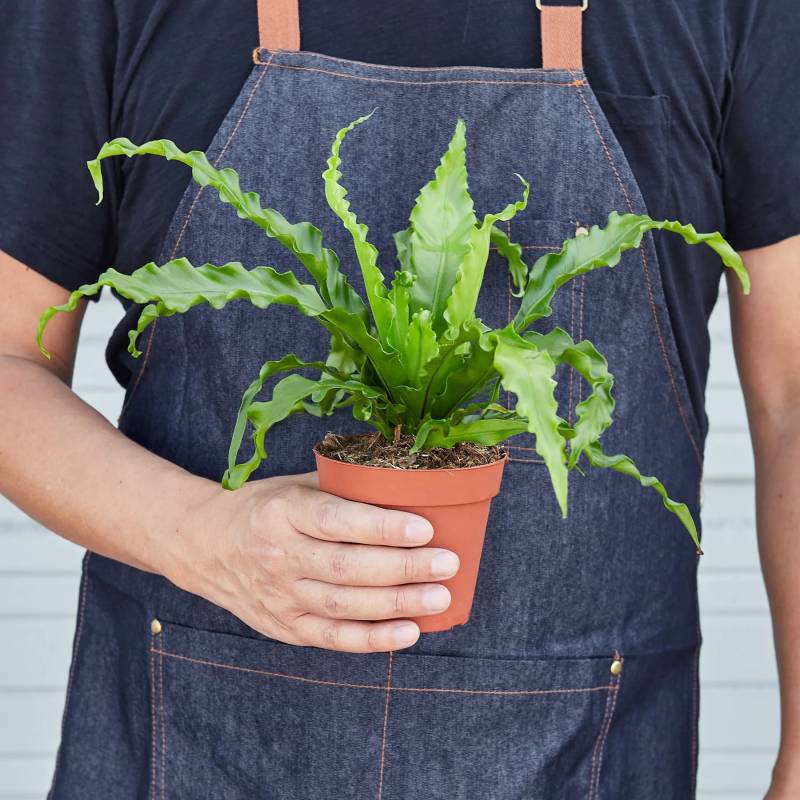 Bird’s Nest Victoria Fern