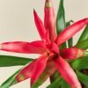 Bromeliad Guzmania Pink
