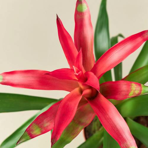 Bromeliad Guzmania Pink