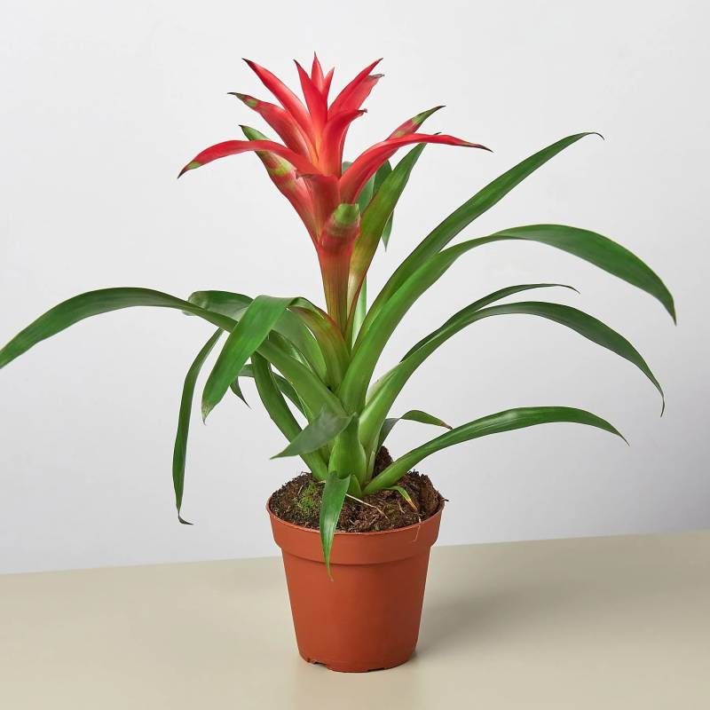 Bromeliad Guzmania Pink