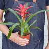 Bromeliad Guzmania Pink