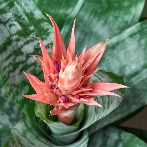 Bromeliad Silver Vase