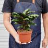 Calathea Beauty Star