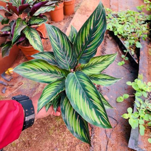 Calathea Beauty Star