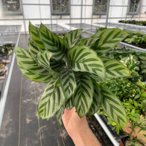 Calathea Concinna Freddie