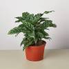 Calathea Concinna Freddie