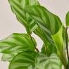 Calathea Concinna Freddie