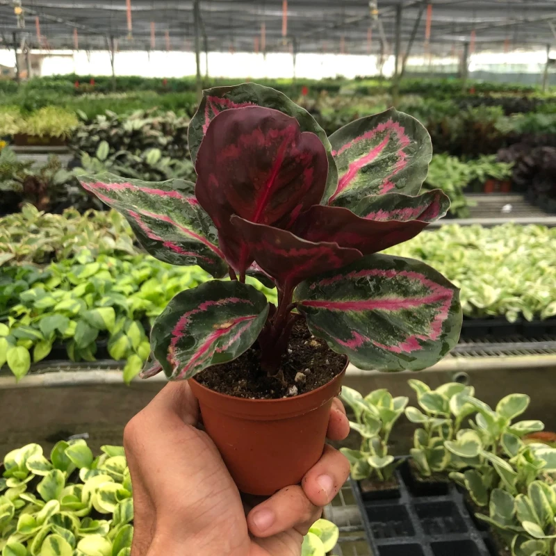 Calathea Dottie