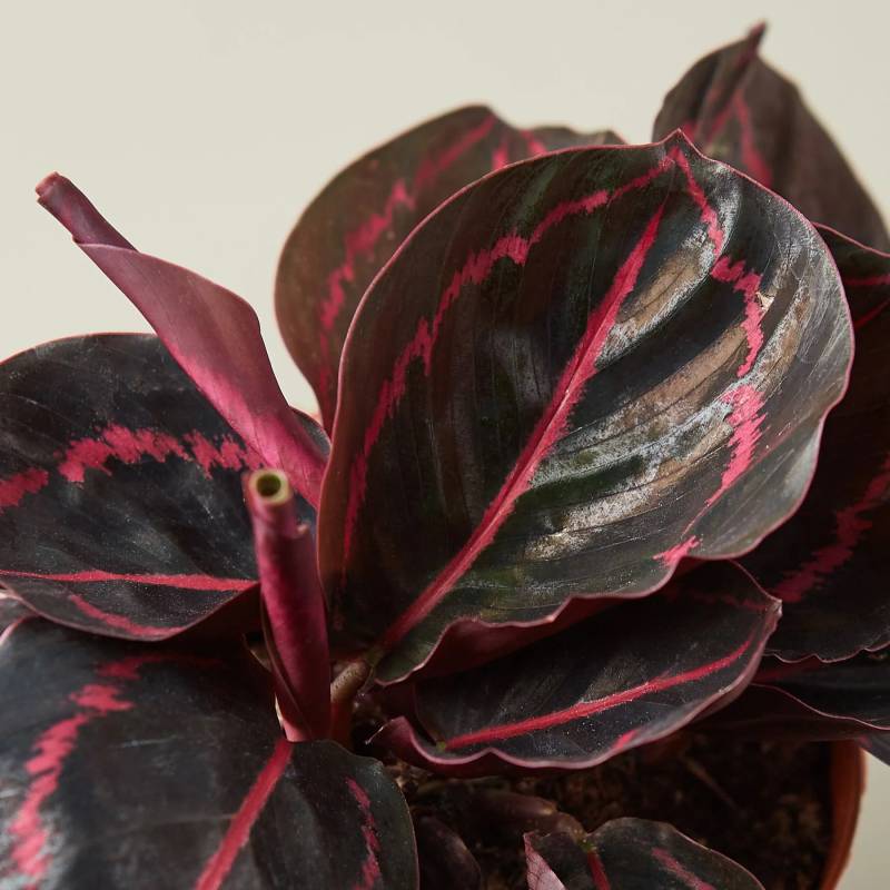 Calathea Dottie