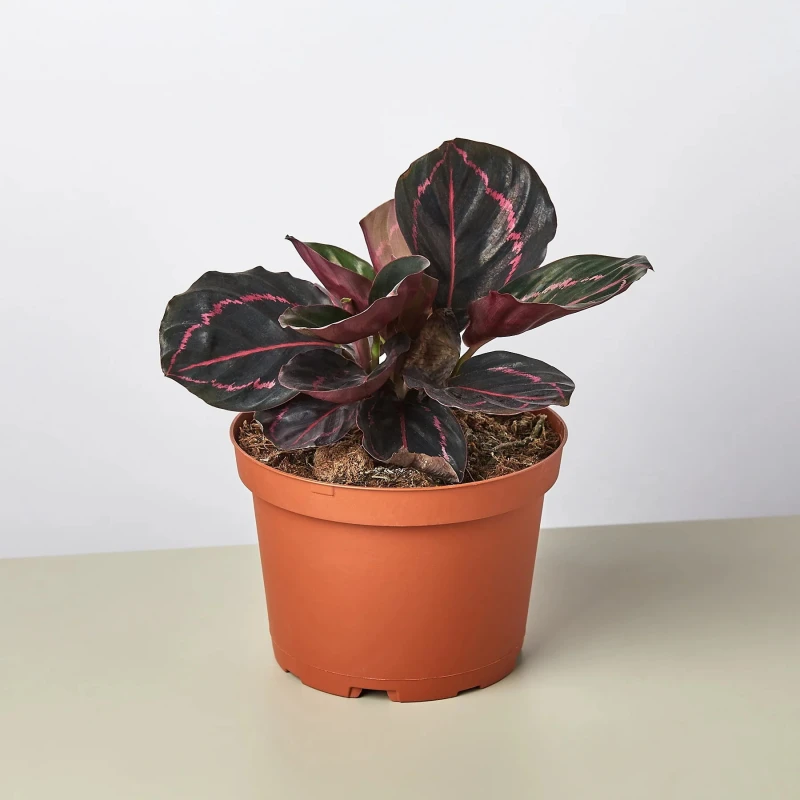 Calathea Dottie