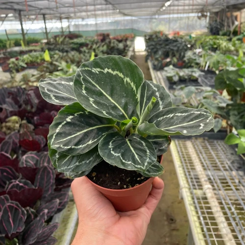 Calathea Green Goddess