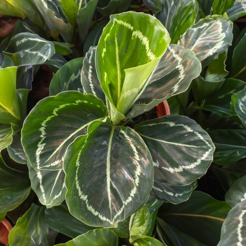 Calathea Green Goddess