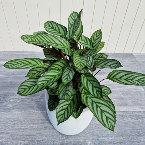 Calathea Grey Star