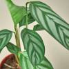 Calathea Grey Star