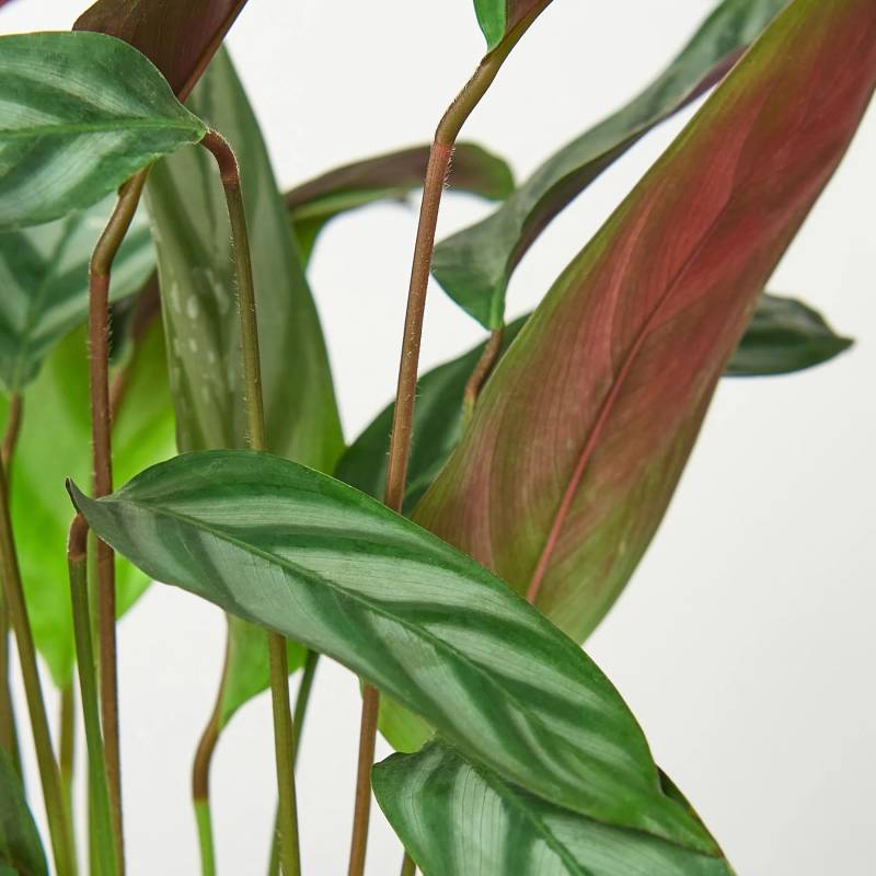 Calathea Grey Star