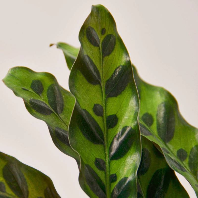 Calathea Lancifolia Rattlesnake