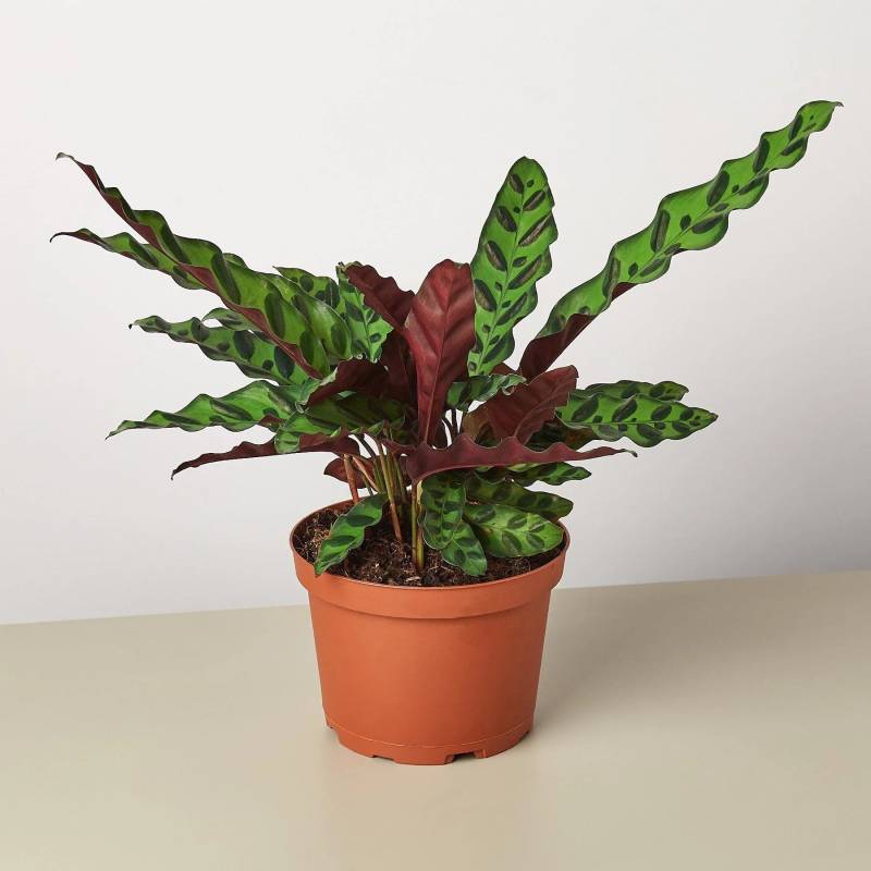 Calathea Lancifolia Rattlesnake