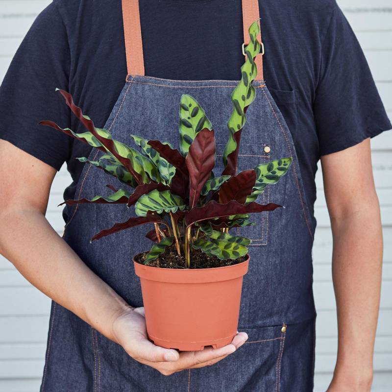 Calathea Lancifolia Rattlesnake