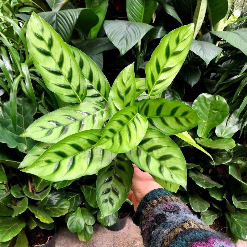 Calathea Leopardina