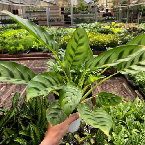 Calathea Leopardina