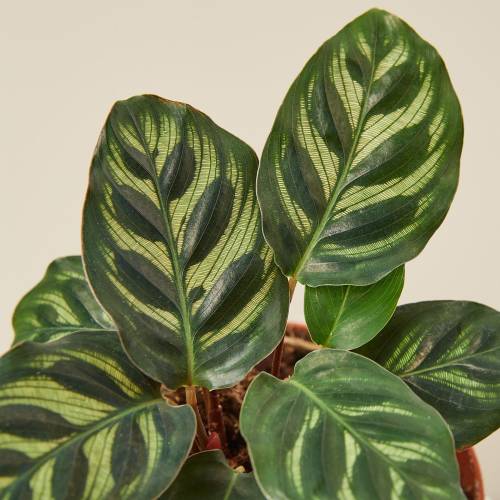 Calathea Makoyana