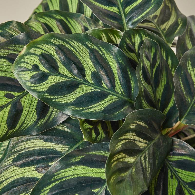 Calathea Makoyana