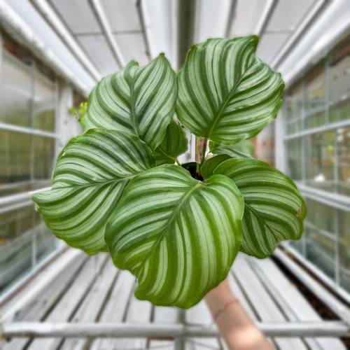 Calathea Orbifolia