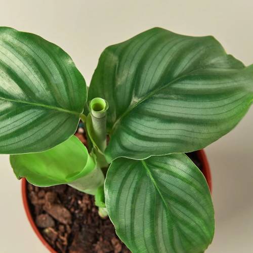 Calathea Orbifolia