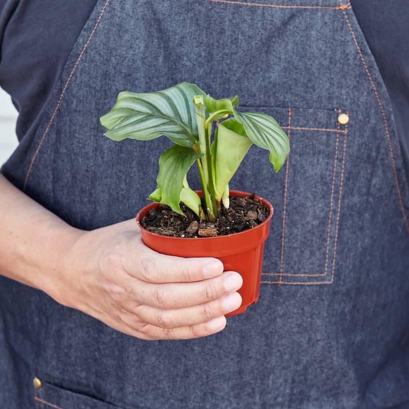 Calathea Orbifolia