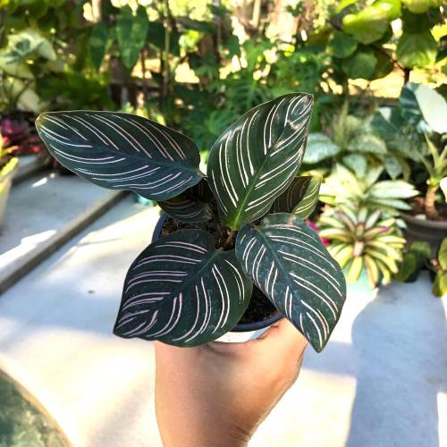 Calathea Ornata