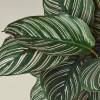 Calathea Ornata