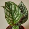 Calathea Ornata