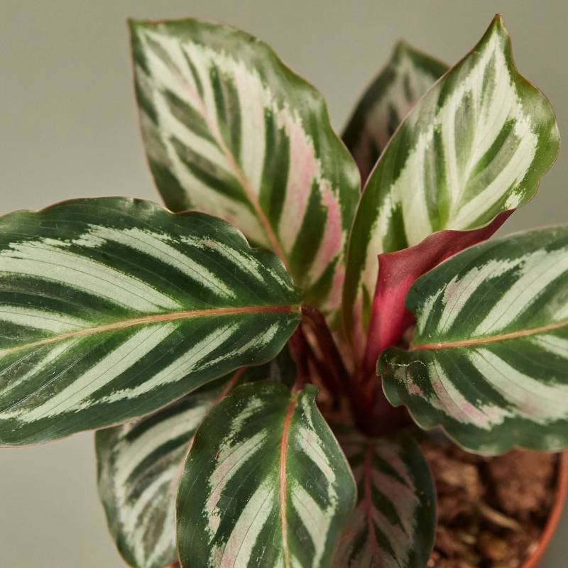 Calathea Peacock