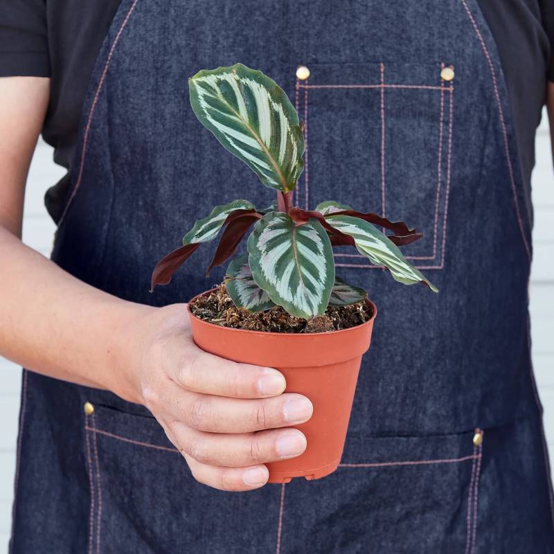 Calathea Peacock