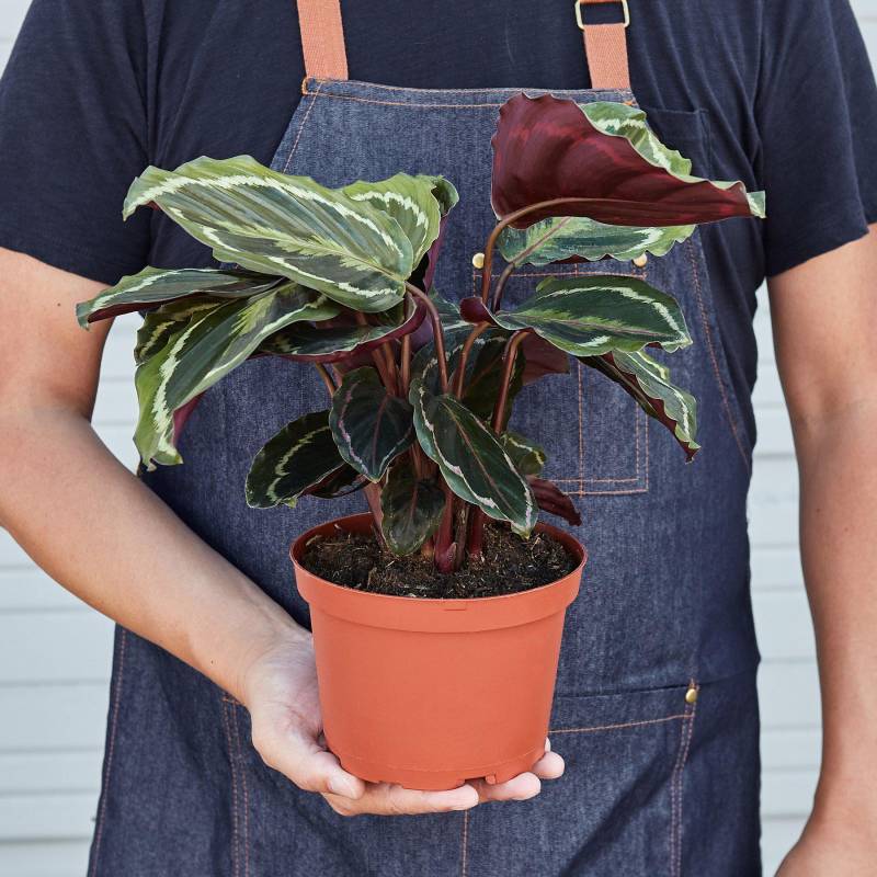 Calathea Roseopicta Medallion