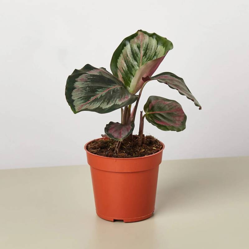 Calathea Roseopicta Medallion II - Image 3