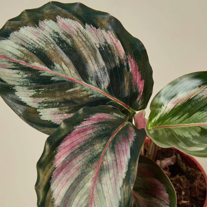 Calathea Roseopicta Medallion II - Image 2