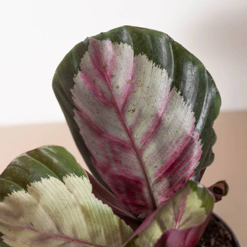 Calathea Roseopicta Silvia