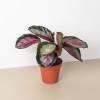 Calathea Roseopicta Silvia