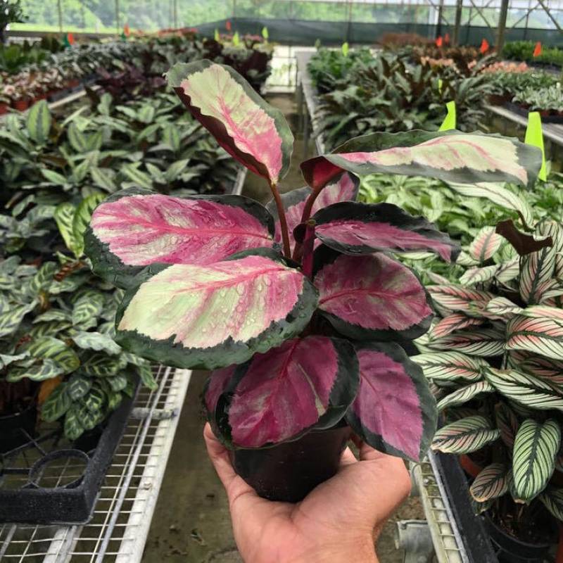 Calathea Roseopicta Silvia