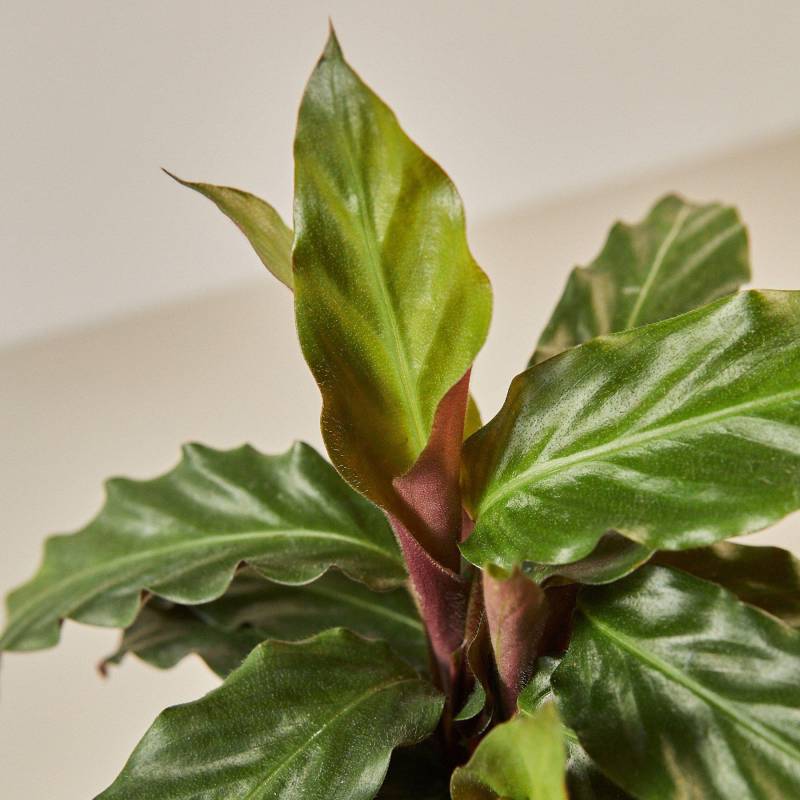 Calathea Rufibarba Furry Feather